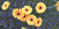 Blumen - Gerbera gelb (3)